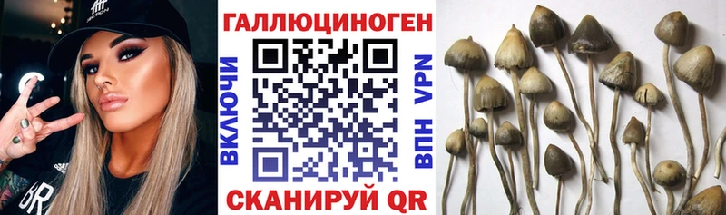 Псилоцибиновые грибы мицелий Заозёрск